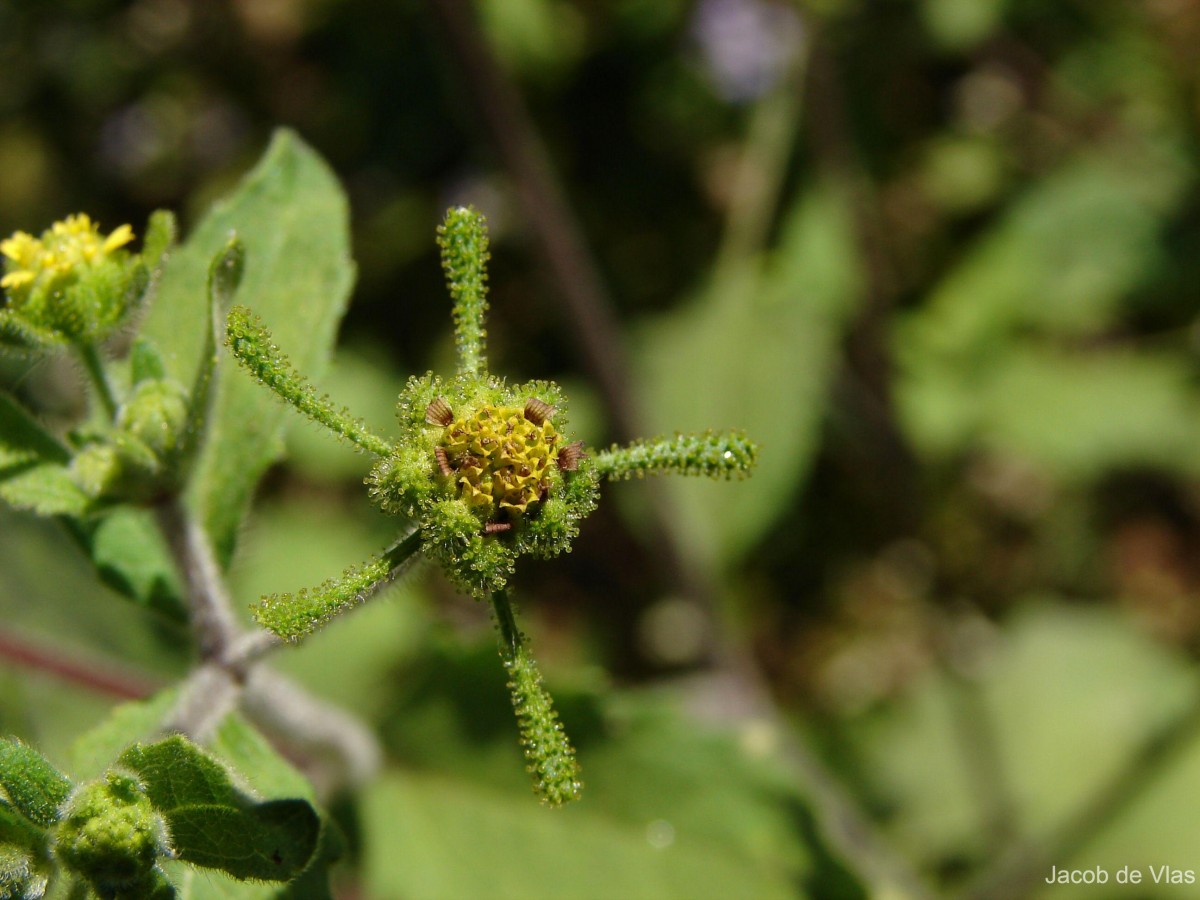 Sigesbeckia orientalis L.